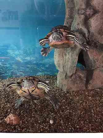 Красноухие черепахи Алматы