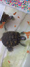 Черепаха красноухая с приданым Kostanay