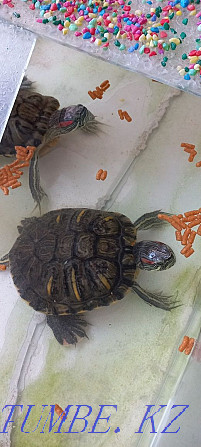 Черепаха красноухая с приданым Костанай - изображение 1