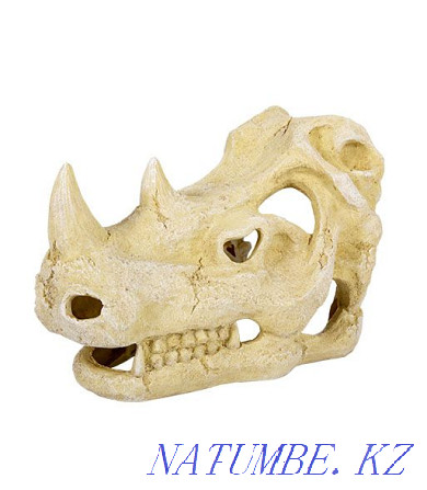 Skull of a crocodile "Repti-Zoo" in the pet store "LIVOY WORLD" Almaty - photo 2