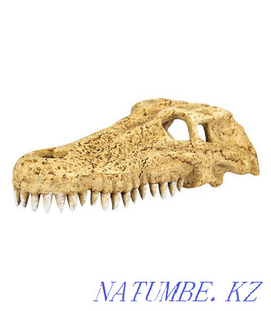 Skull of a crocodile "Repti-Zoo" in the pet store "LIVOY WORLD" Almaty - photo 1