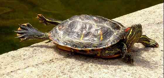 Черепаха красноухая Karagandy