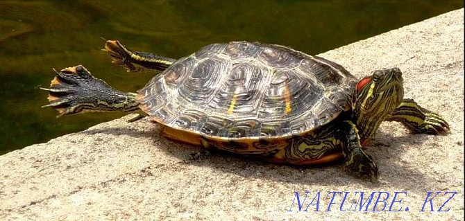 Черепаха красноухая Караганда - изображение 1