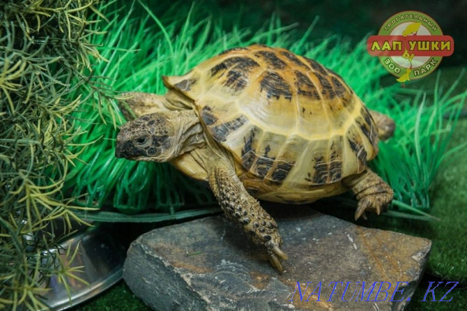 Черепаха сухопутная Караганда - изображение 1