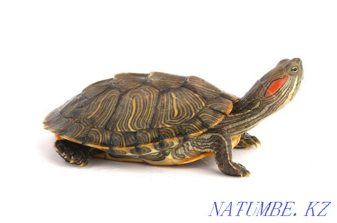 Red-eared slider turtle for sale with aquarium  - photo 1