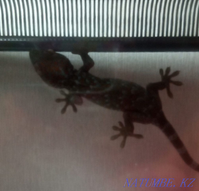 gecko toki Almaty - photo 3