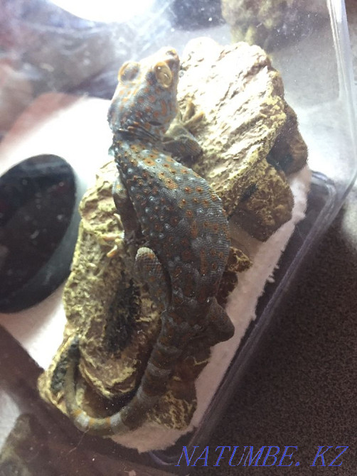 Геккон токи Алматы - изображение 5