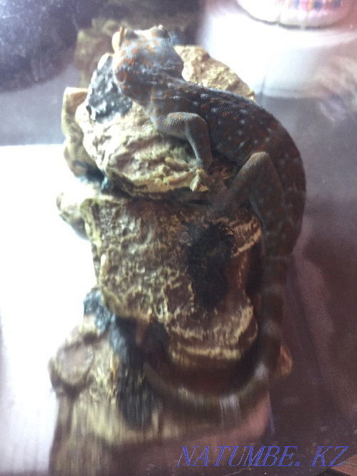 Геккон токи Алматы - изображение 6