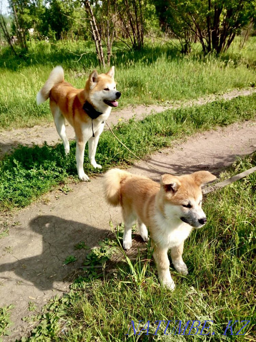 Щенок Акита-ину Алматы - изображение 2