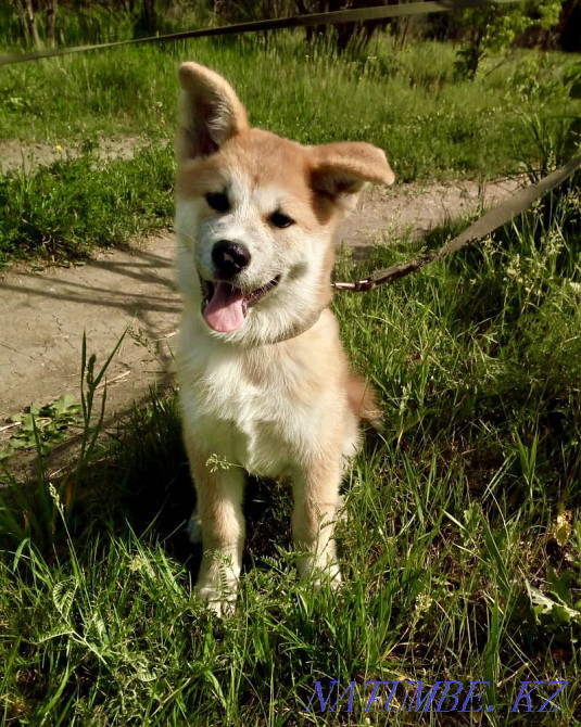 Щенок Акита-ину Алматы - изображение 1