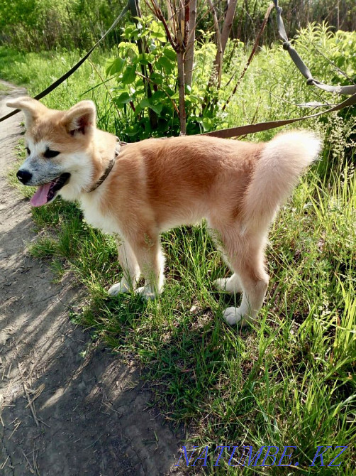 Щенок Акита-ину Алматы - изображение 3