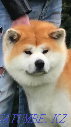 Puppies for sale Almaty - photo 5