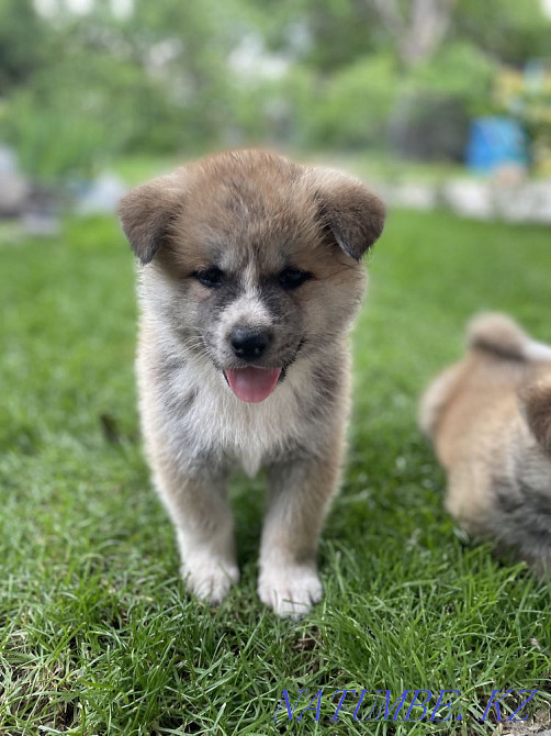 Puppies for sale Almaty - photo 3