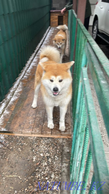 Puppies for sale Almaty - photo 6