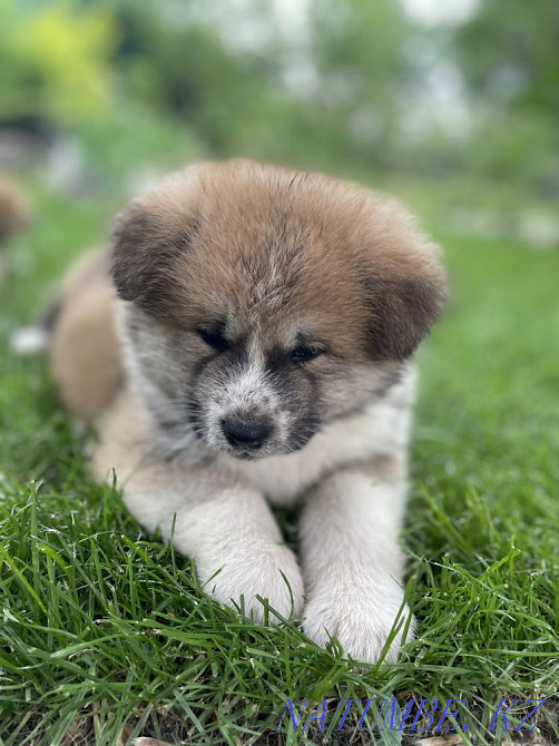 Puppies for sale Almaty - photo 2