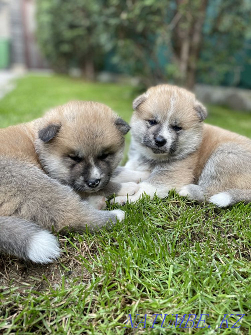 Puppies for sale Almaty - photo 1