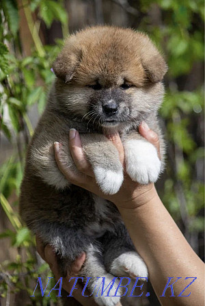 Akita puppies Semey - photo 3