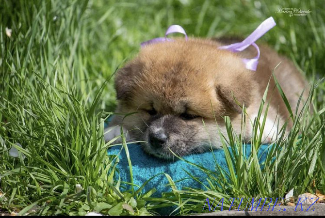 Akita puppies Semey - photo 2