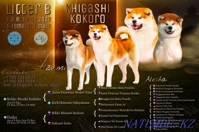 Akita puppies Semey - photo 1