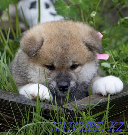 Akita puppies Semey - photo 6