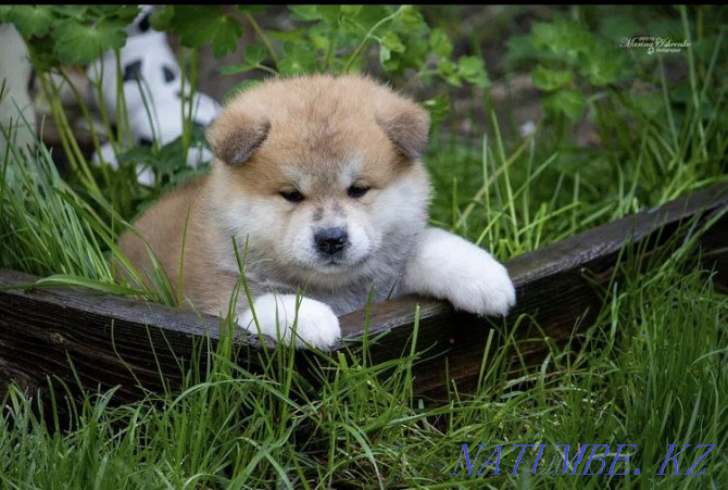 Akita puppies Semey - photo 4