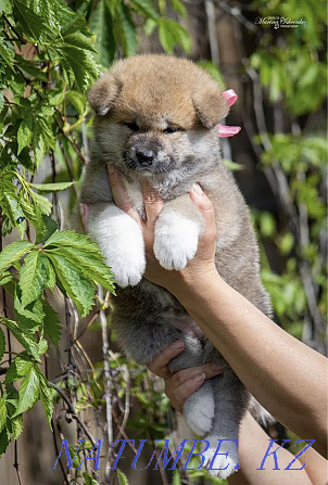 Akita puppies Semey - photo 7