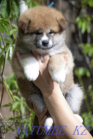 Akita puppies Semey - photo 8