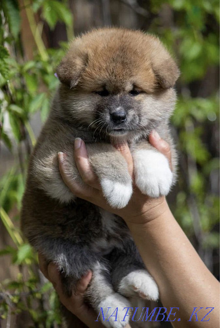 Akita puppies Semey - photo 3