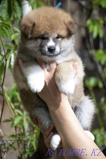 Akita puppies Semey - photo 8