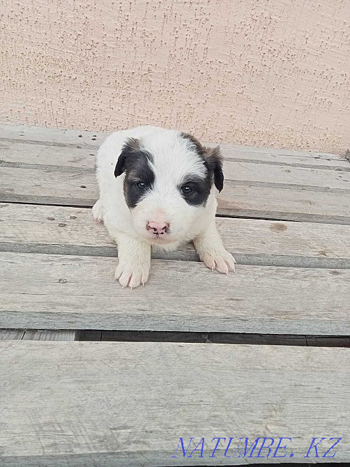 I will give puppies in good hands Astana - photo 3