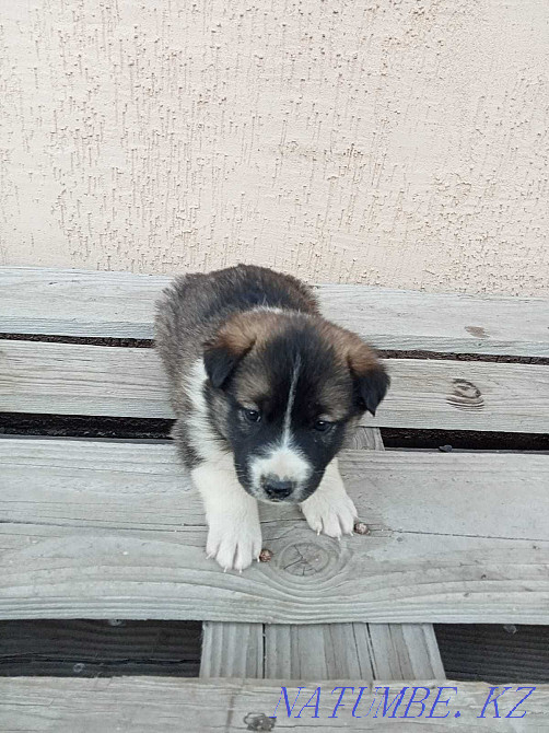 I will give puppies in good hands Astana - photo 2
