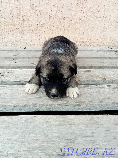 I will give puppies in good hands Astana - photo 4