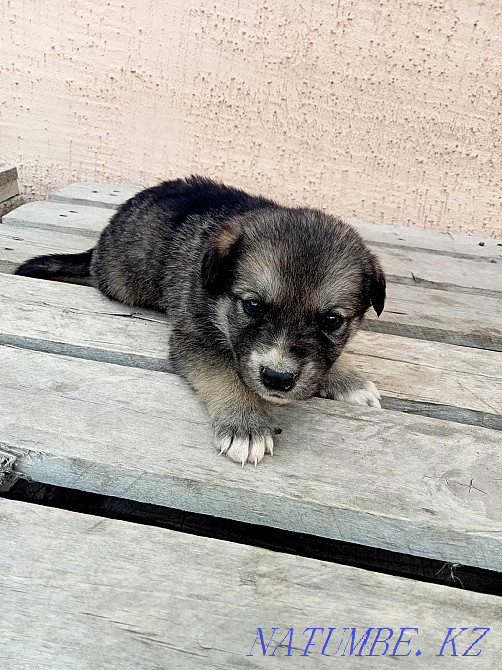 I will give puppies in good hands Astana - photo 6