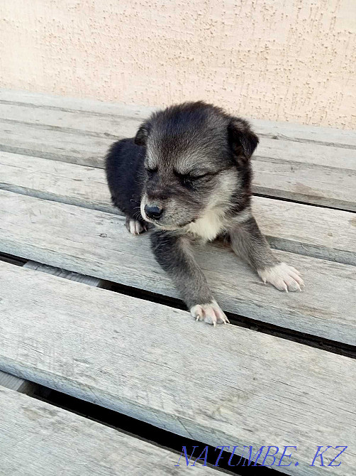 I will give puppies in good hands Astana - photo 5
