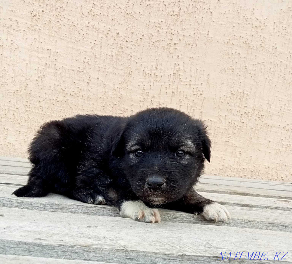 I will give puppies in good hands Astana - photo 7