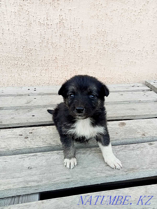 I will give puppies in good hands Astana - photo 1
