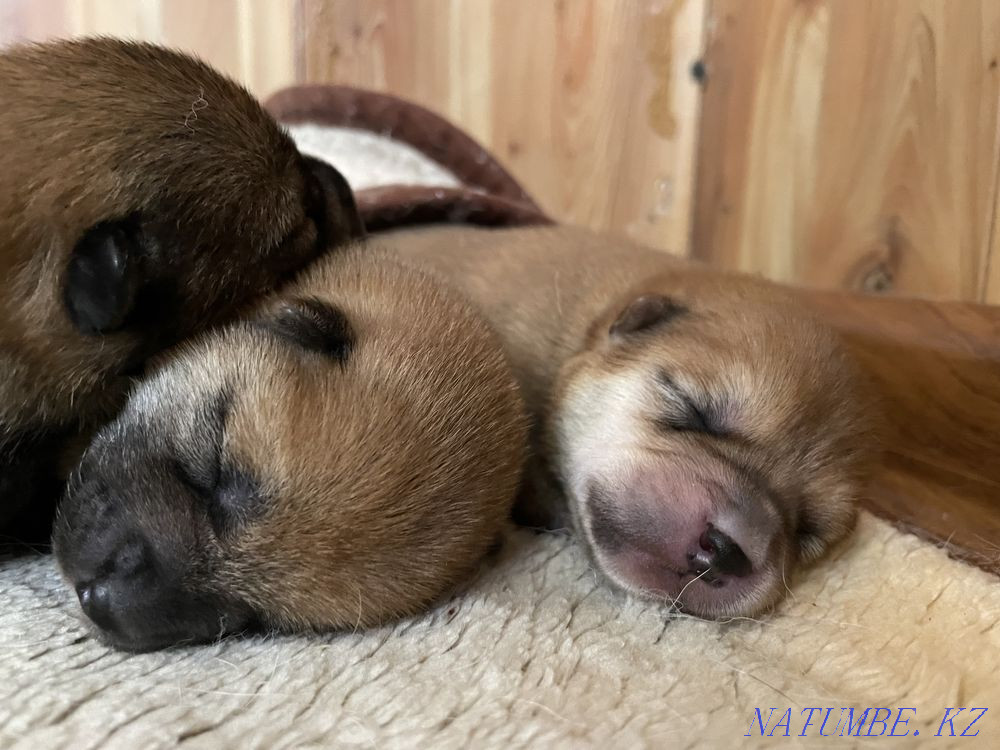 Shiba inu puppies Каменка - photo 3