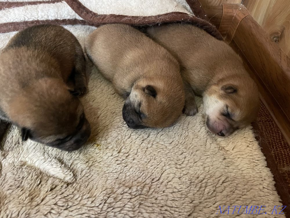 Shiba inu puppies Каменка - photo 2
