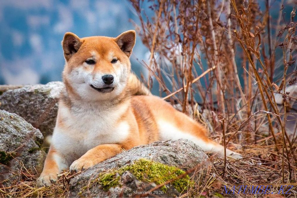 Shiba inu puppies Каменка - photo 6