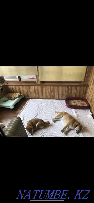 Shiba inu puppies Каменка - photo 5