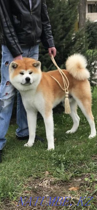 Akita Inu puppies Almaty - photo 6
