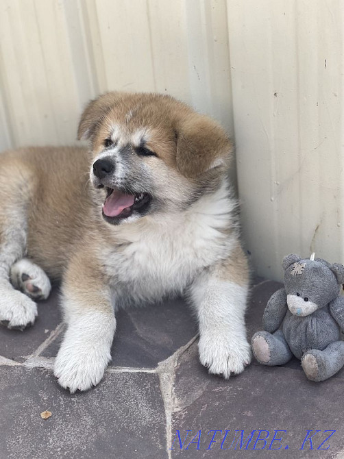 Akita Inu puppies Almaty - photo 5
