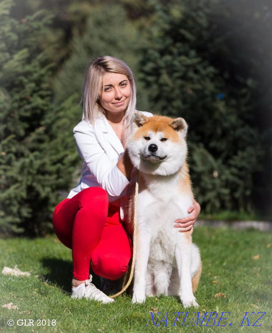 Akita Inu puppies Almaty - photo 7