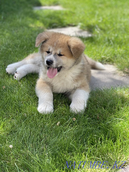 Akita Inu puppies Almaty - photo 2
