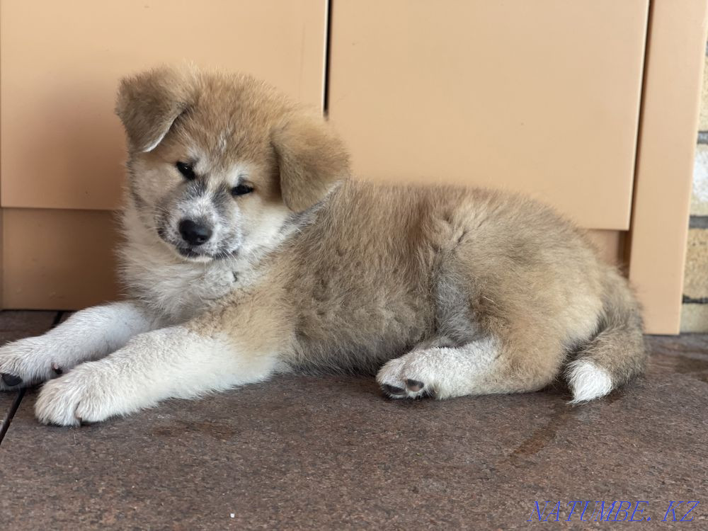 Akita Inu puppies Almaty - photo 3