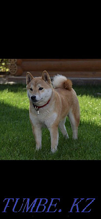 Shiba Inu puppies Almaty - photo 2