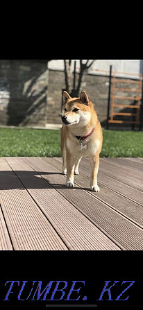 Shiba Inu puppies Almaty - photo 5