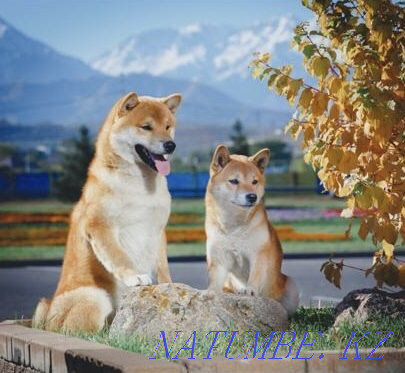 Shiba Inu puppies Almaty - photo 1