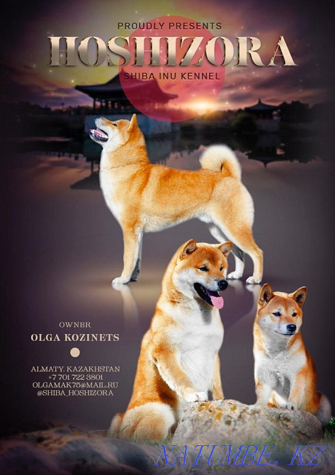 Shiba (Shiba Inu) Almaty - photo 8
