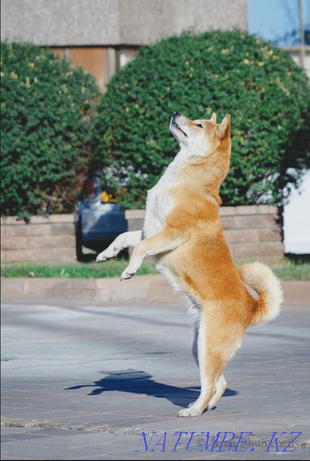 Shiba (Shiba Inu) Almaty - photo 6